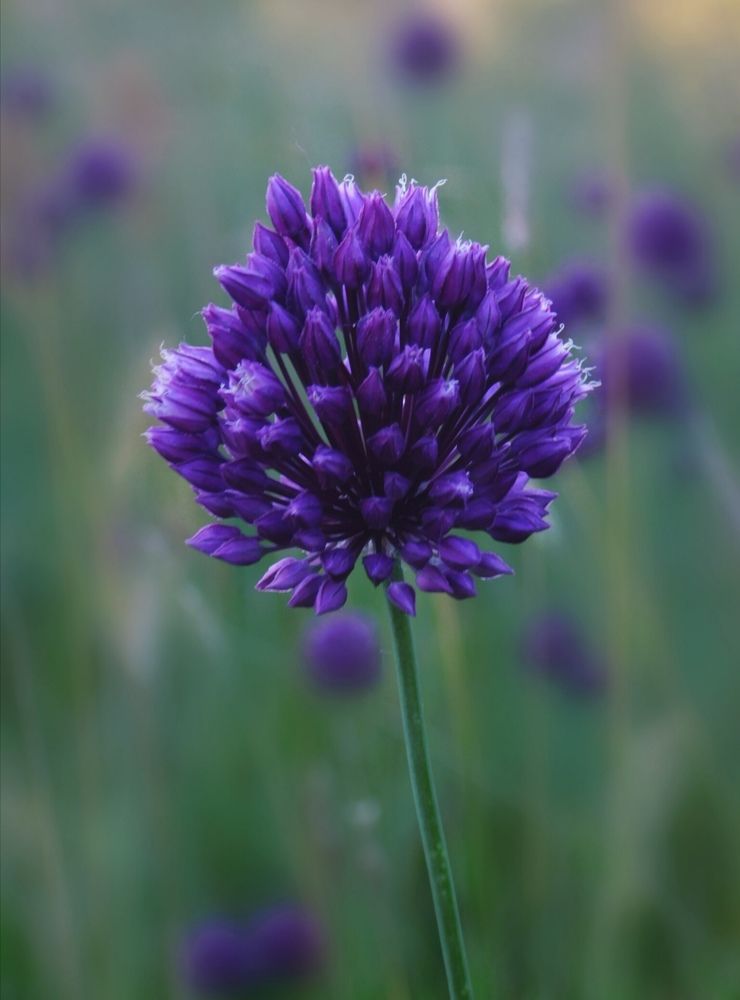 Allium sphaerocephalon