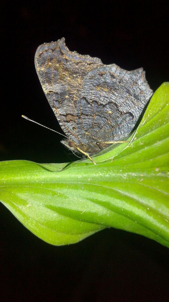 Photograph by Лилия