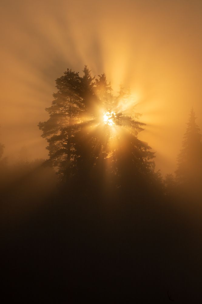 Туманный рассвет