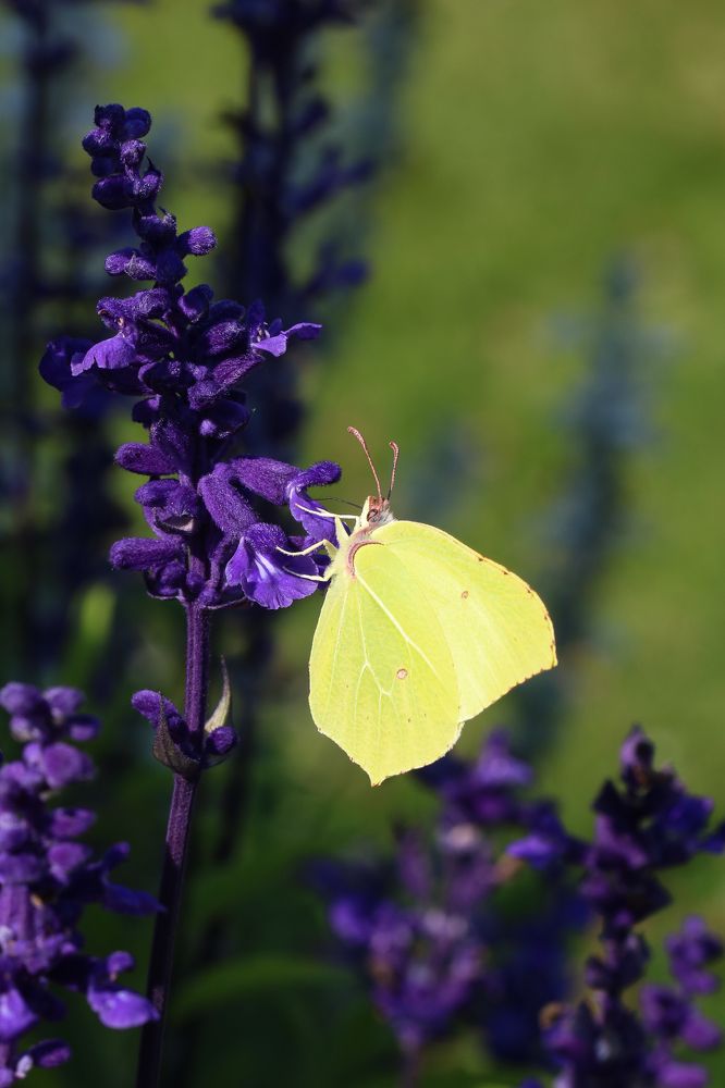 Бабочка-Лимонница