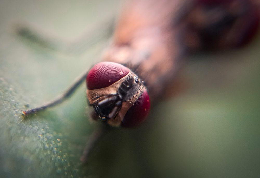 Macro photography