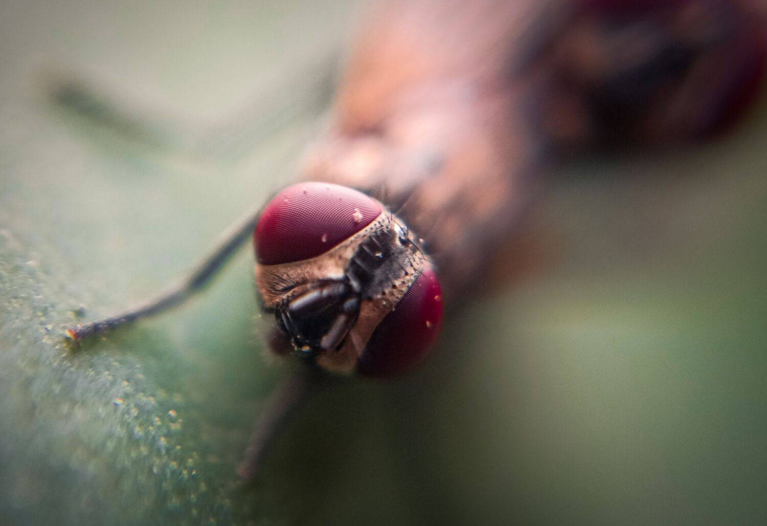 Macro photography