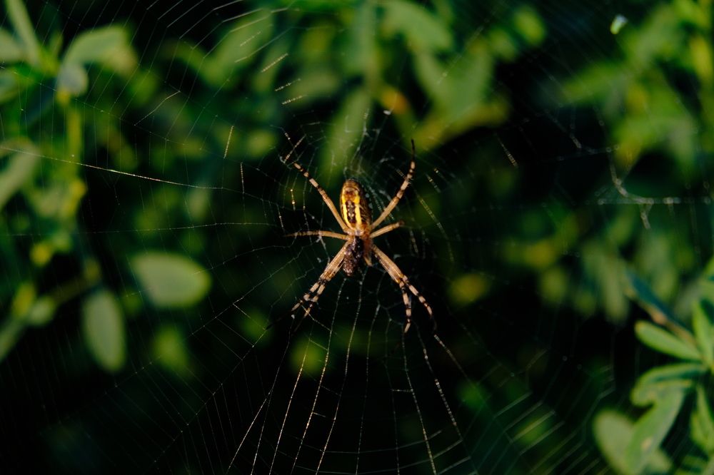 Photograph by Лена Силайчева