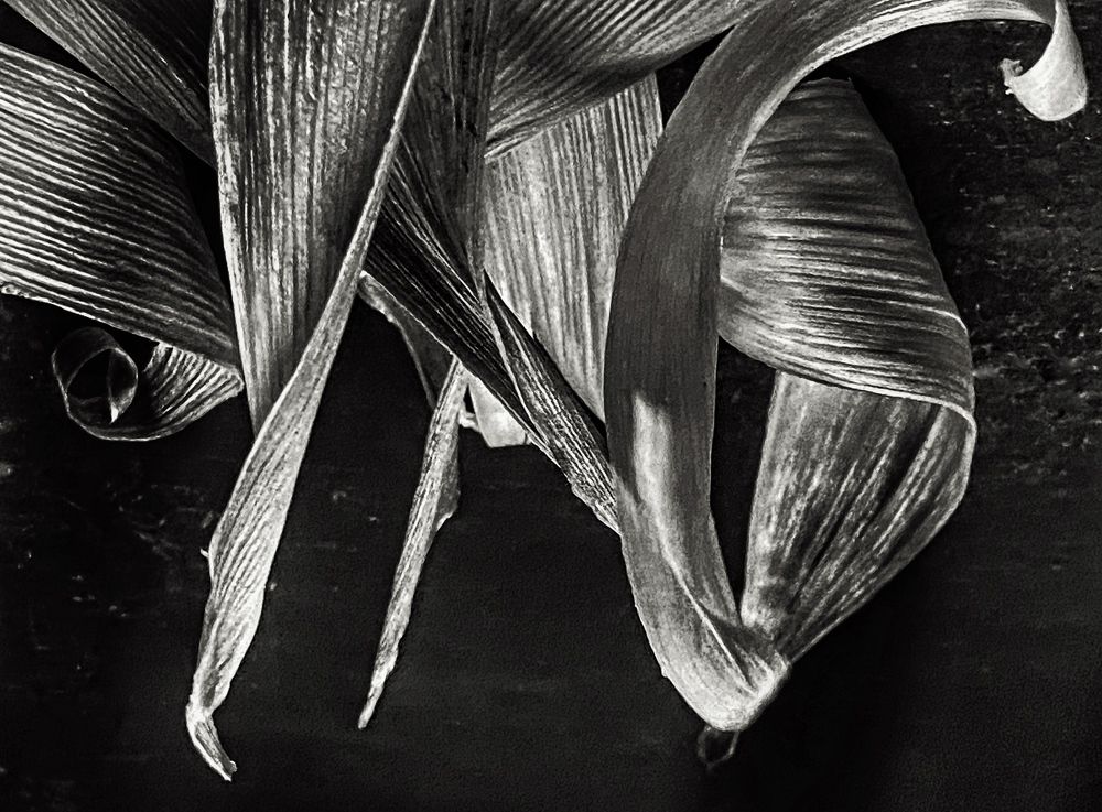 Photograph by MeeRi sHk