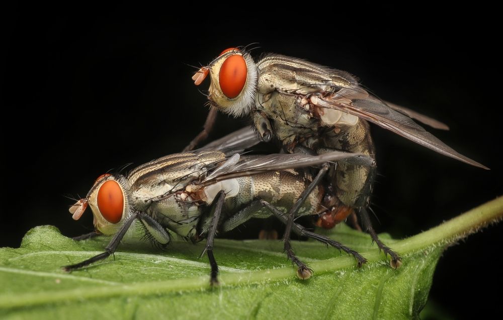 Mating flies