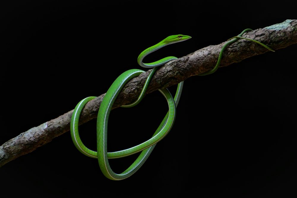 Common vine snakes