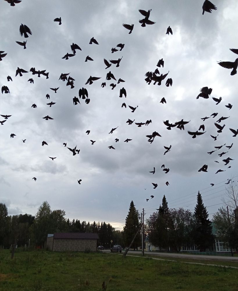 Чёрная стая