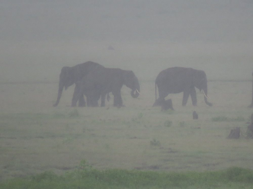 Elephants in the fog in drizzly weather