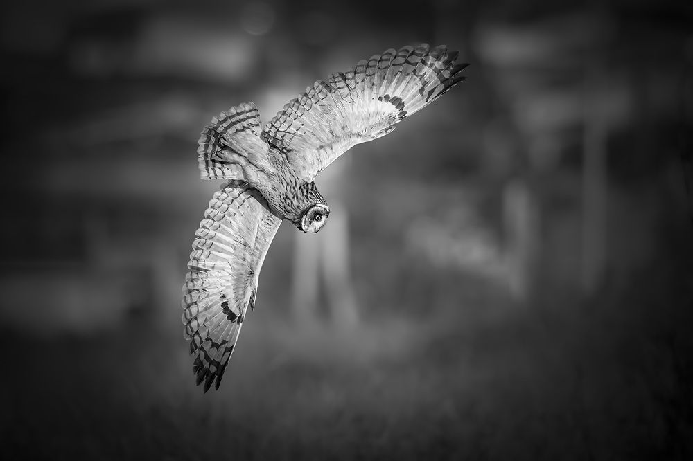 Photograph by André Inidio