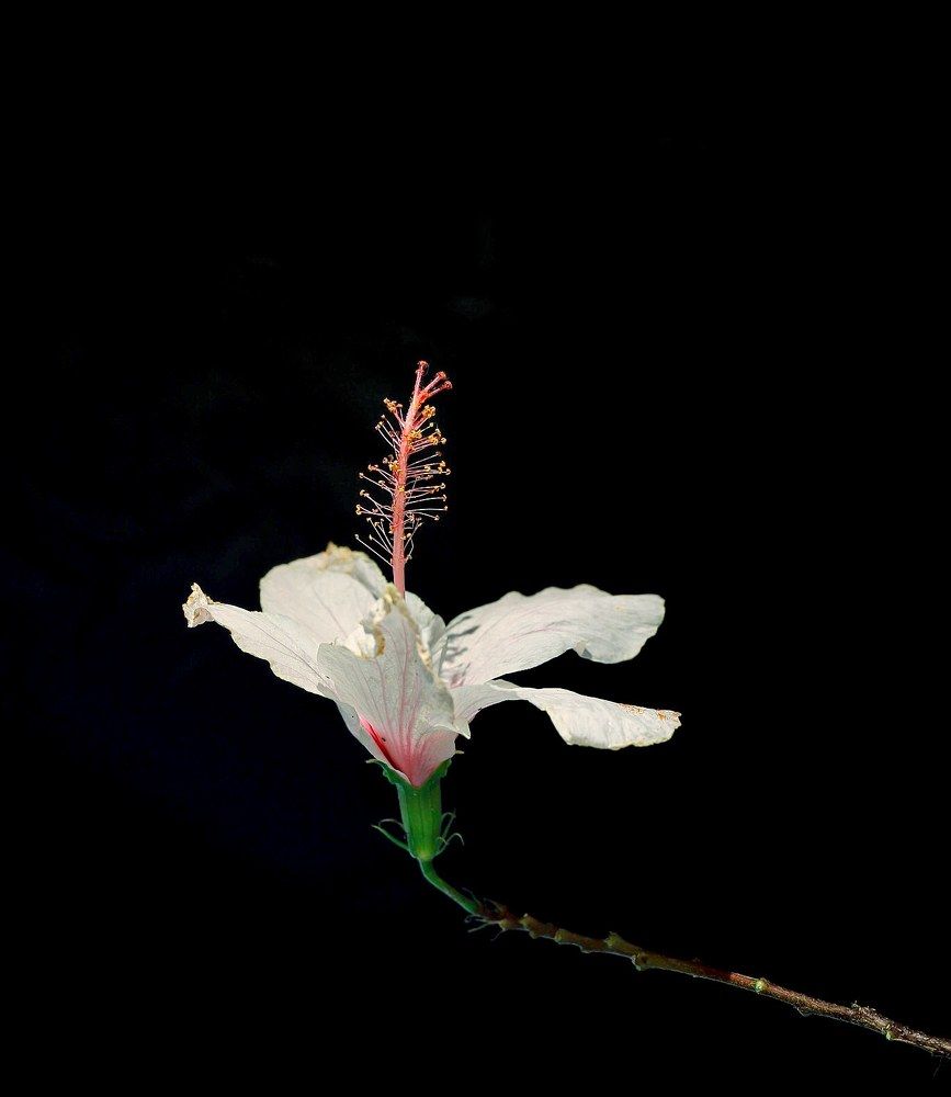 Photograph by Julia Bukshpan