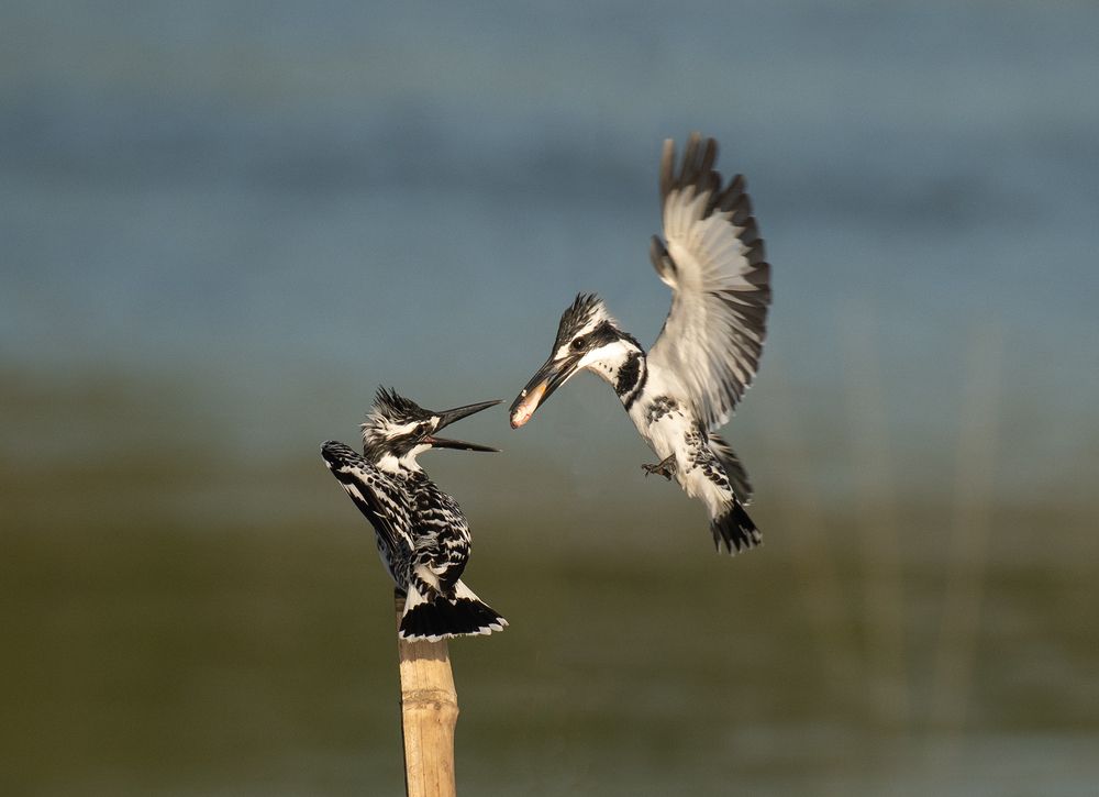 Photograph by Kshirod Sarkar