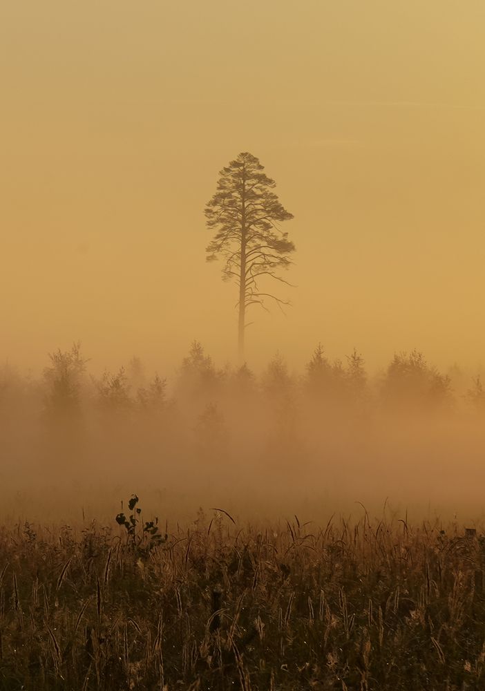 Photograph by Елена Копейкина