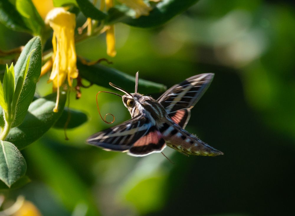 Фотография автора Heather Spencer
