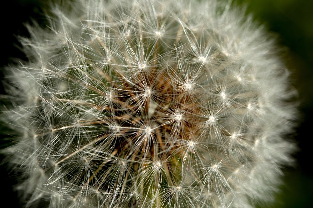 Photograph by Elena Diener