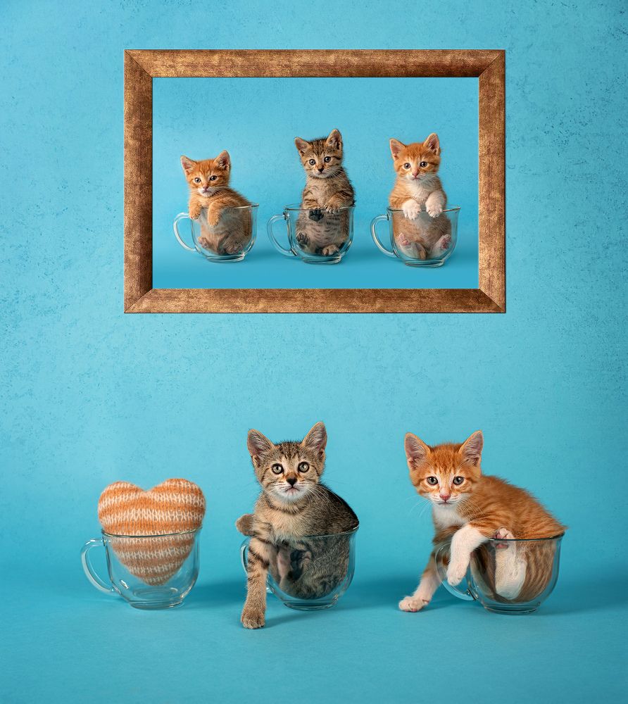 Good bye, little Orion...