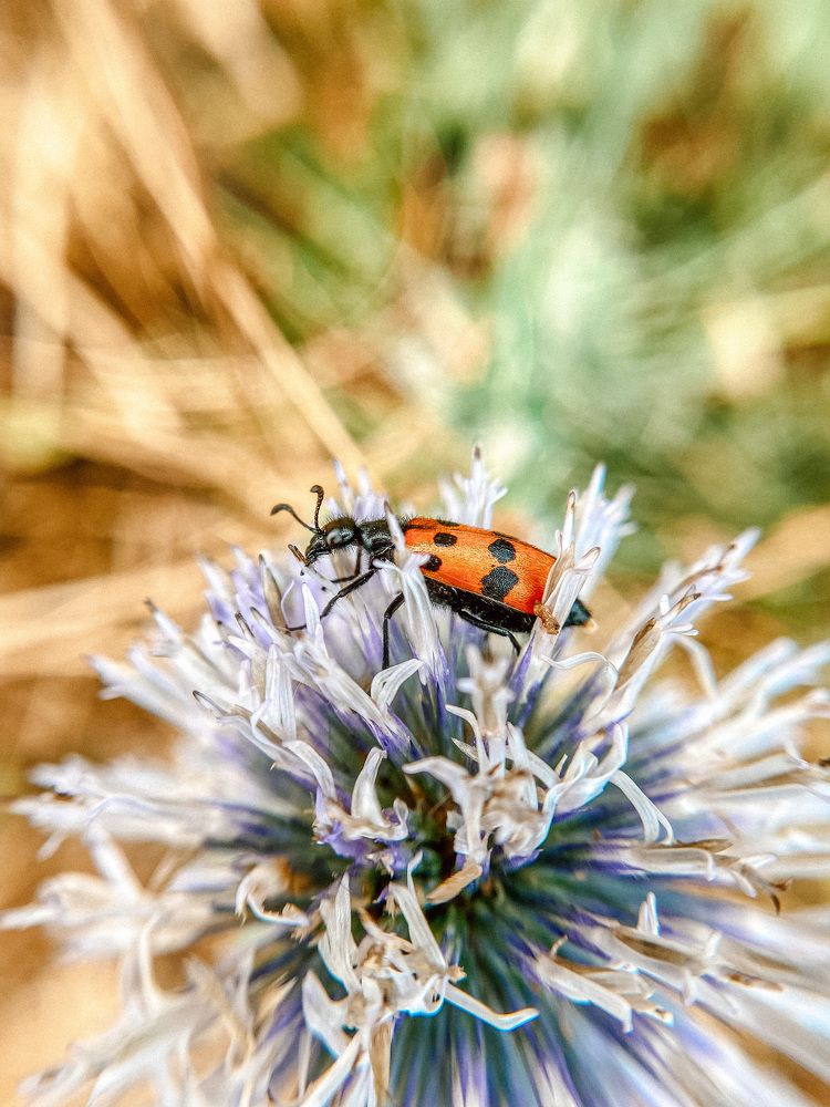 Удивительная жизнь жука.
