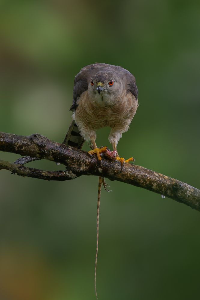 Photograph by Kushan Madushanka Sonnadara