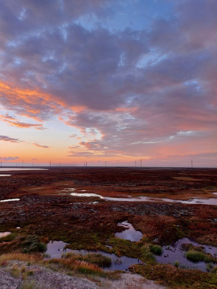 Тундра. Ямал.