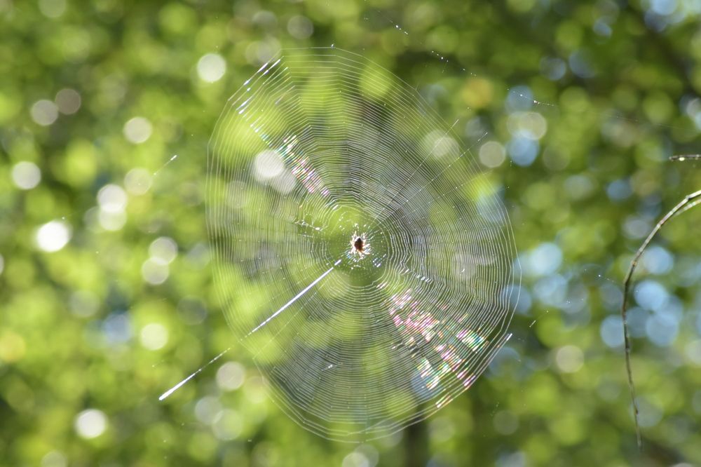 Rainbow Spider Web (Радужная паутина)