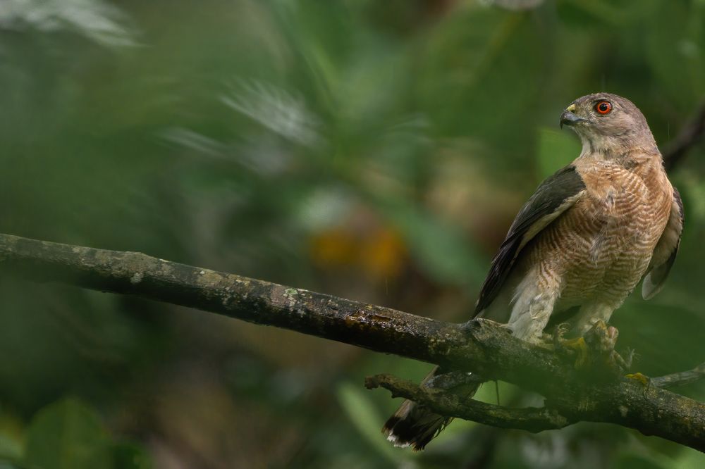 Photograph by Kushan Madushanka Sonnadara