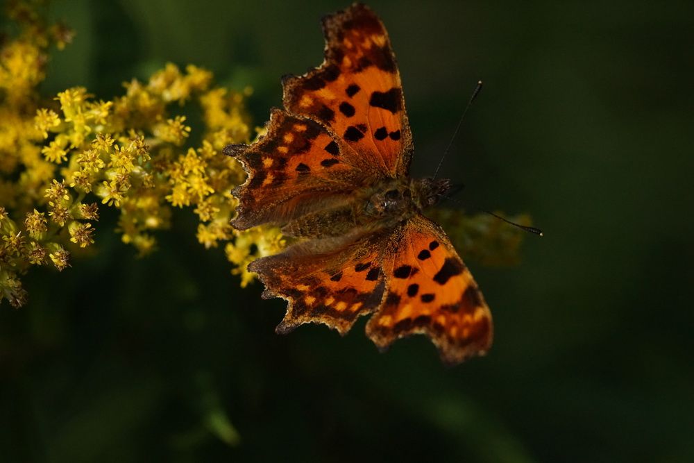Photograph by Алексей Аедоницкий