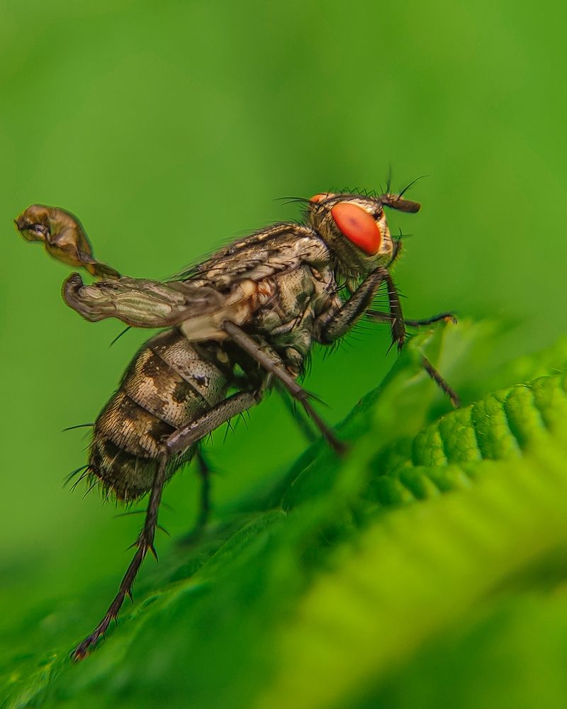 Муха с аномальными крылышками