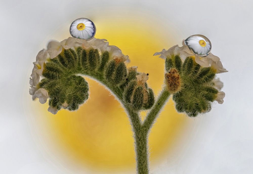 Photograph by António Manuel de Pereira