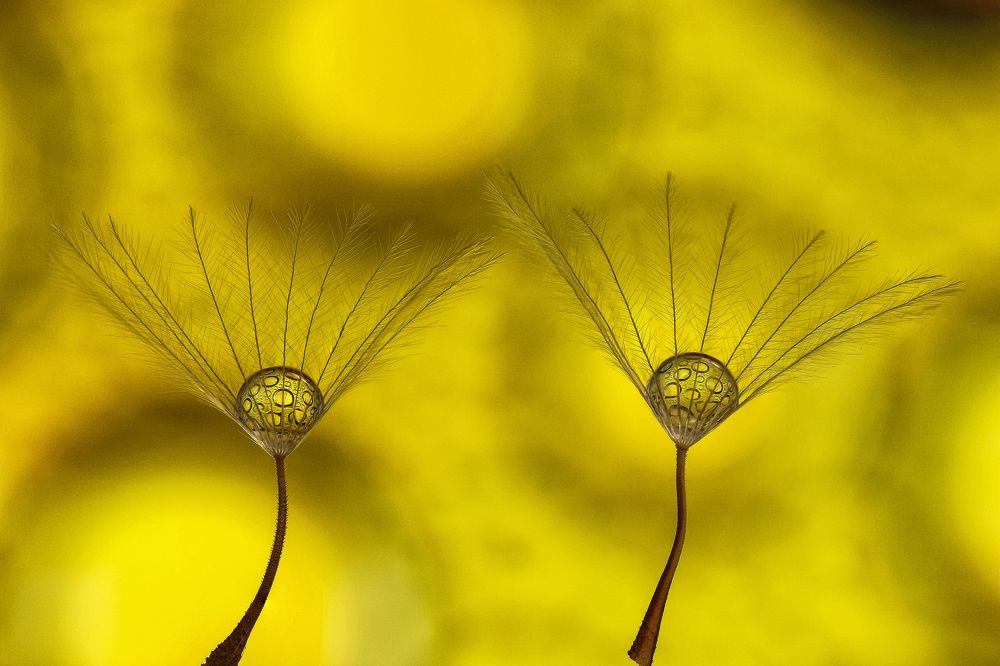 Photograph by António Manuel de Pereira