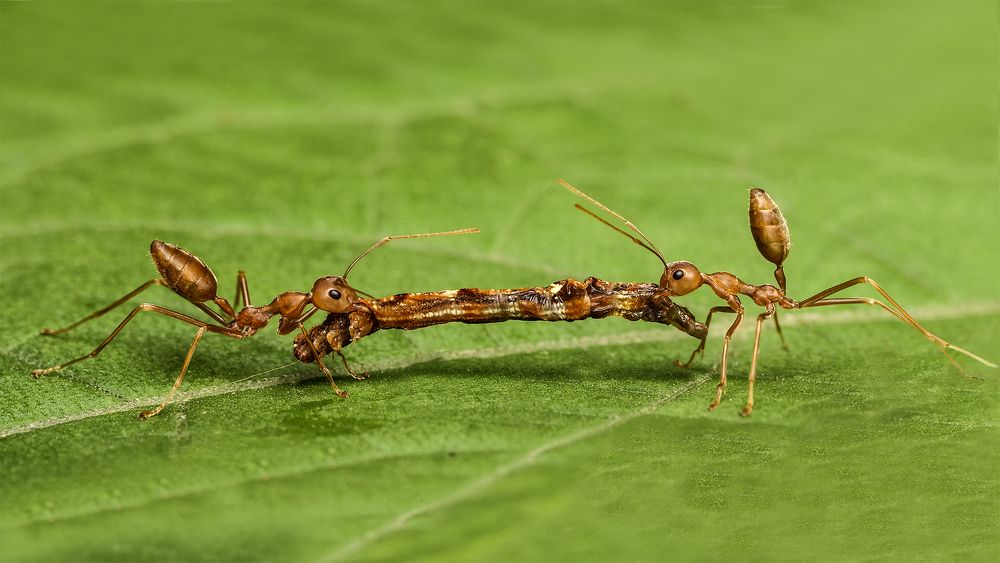 Photograph by ARUNAVA DEY