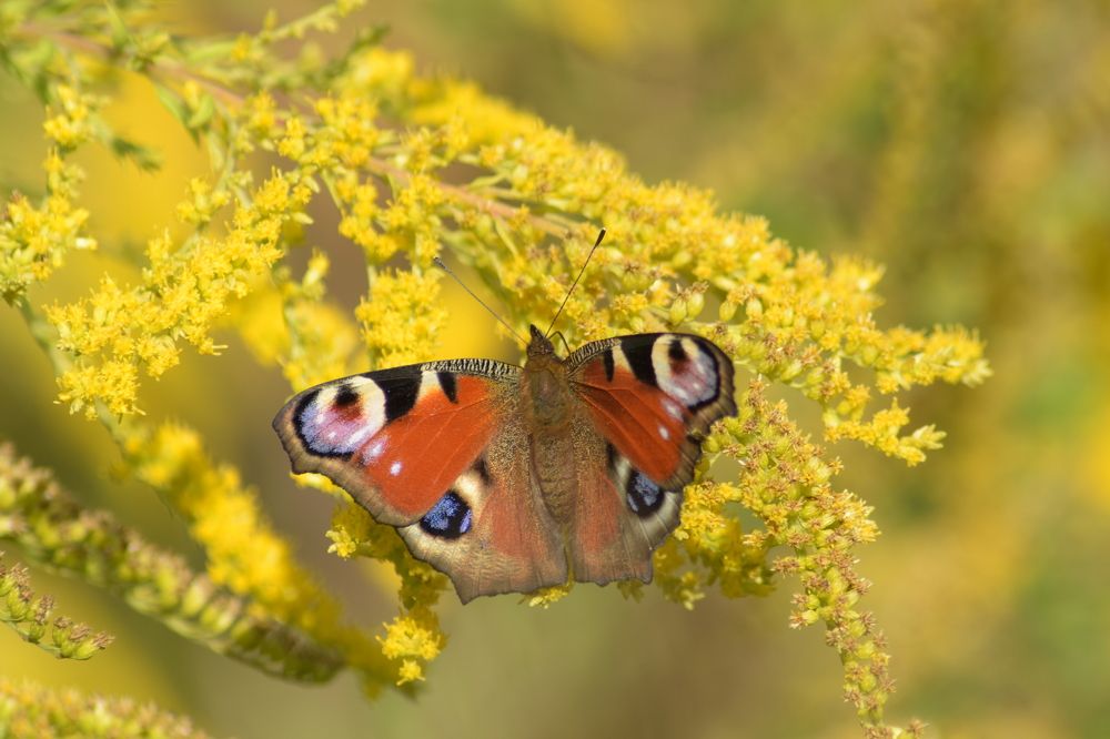 Павлиний глаз крупным планом