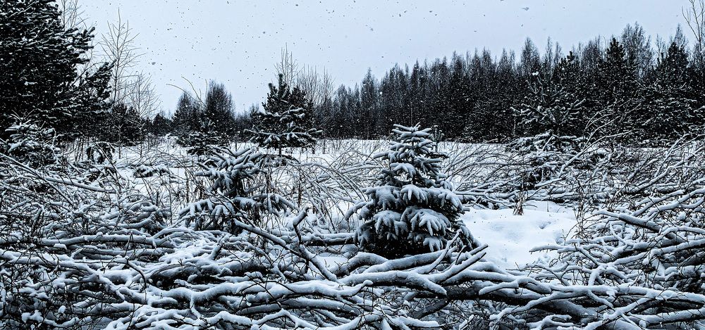 Photograph by Максим Комиссаров