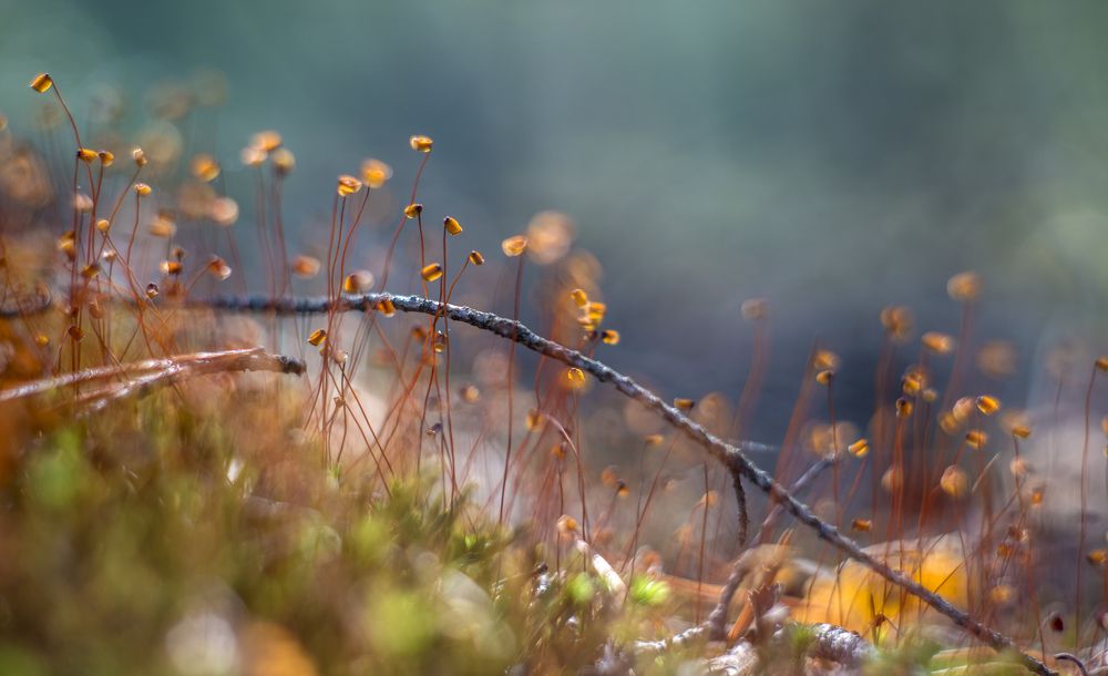 Photograph by Василий Либко
