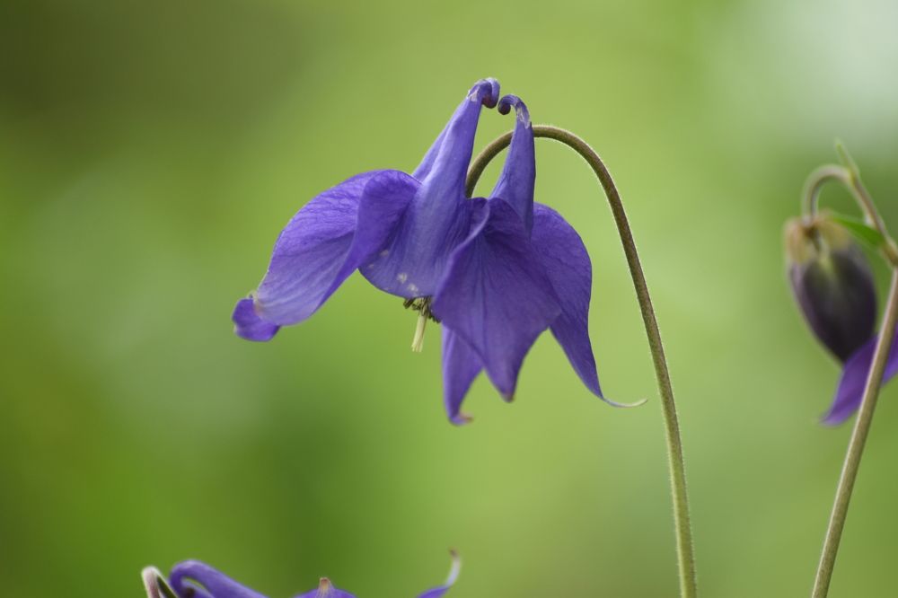 Сolumbine (Aquilegia) - Голубки (Аквилегия)