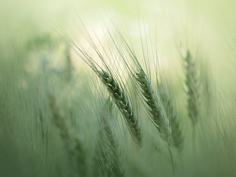 Photograph by Farid Ataei