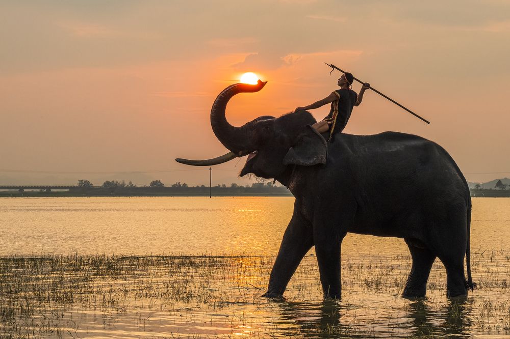 Soldier riding on elephant