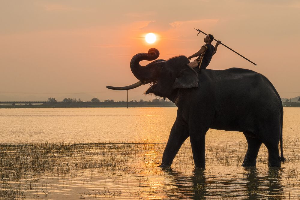Soldier riding on elephant