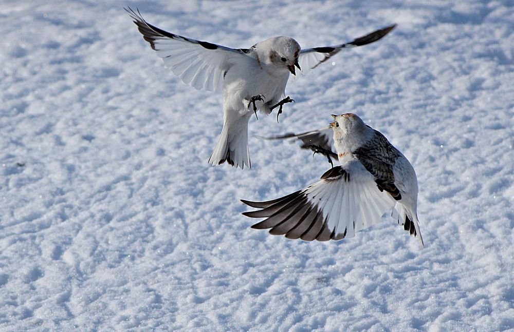 Собеседники