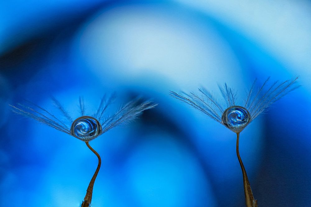 Photograph by António Manuel de Pereira