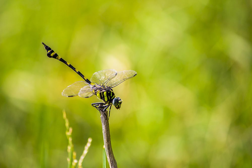 Photograph by Prasad Pavan