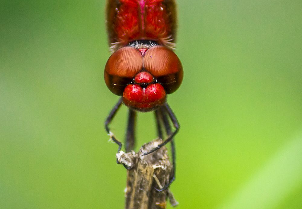 Photograph by Prasad Pavan