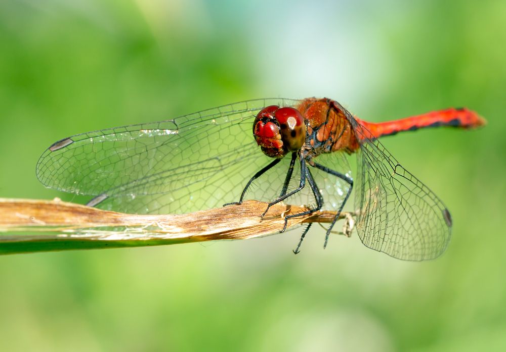 Фотография автора Людмила Прокофьева