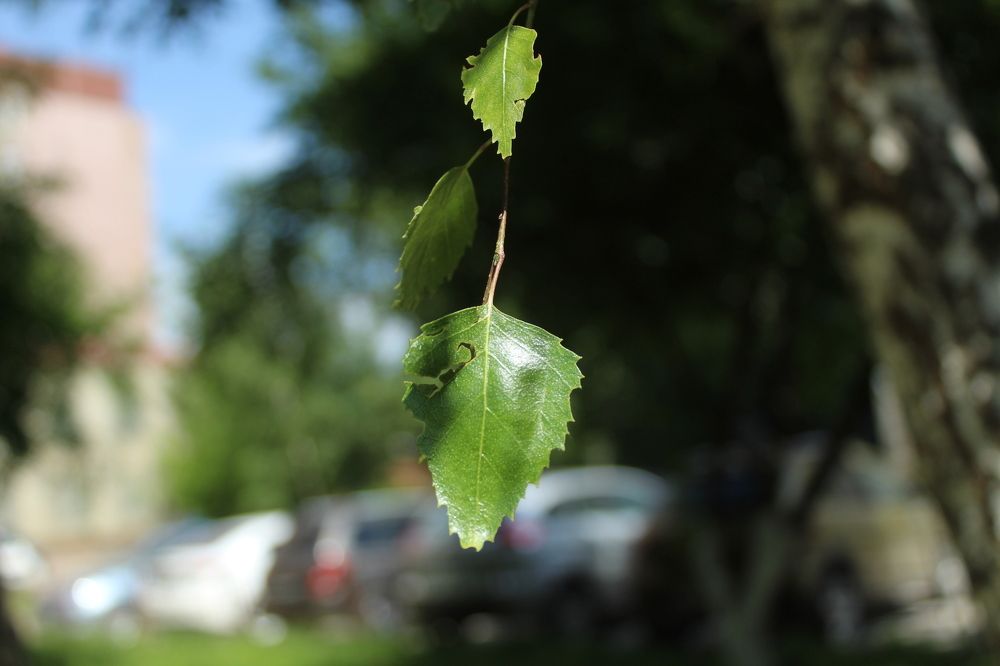 Photograph by Ярослав Шадрин