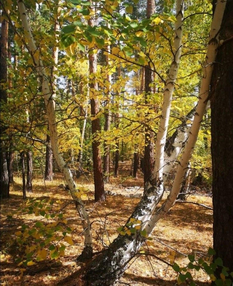 Фотография автора Оксана Никулина