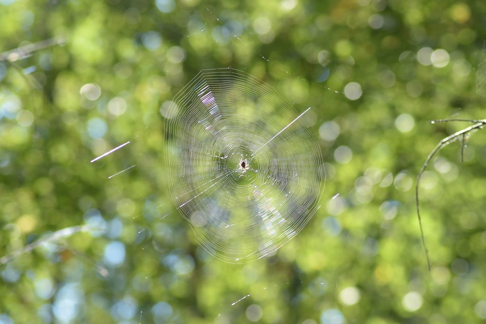 Rainbow Spider Web (Радужная паутина)