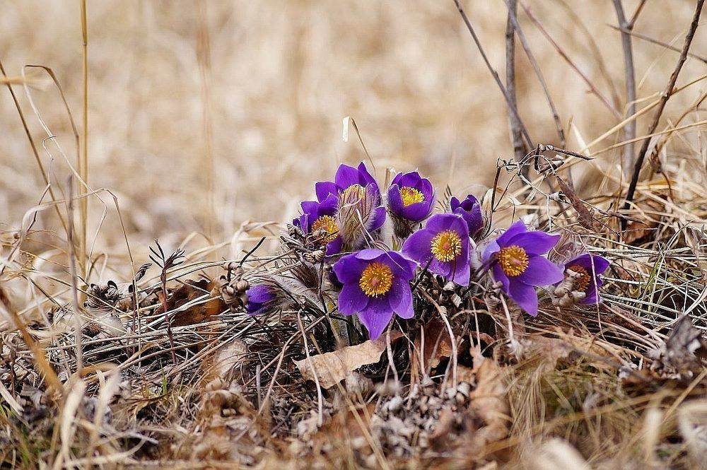первые подснежники