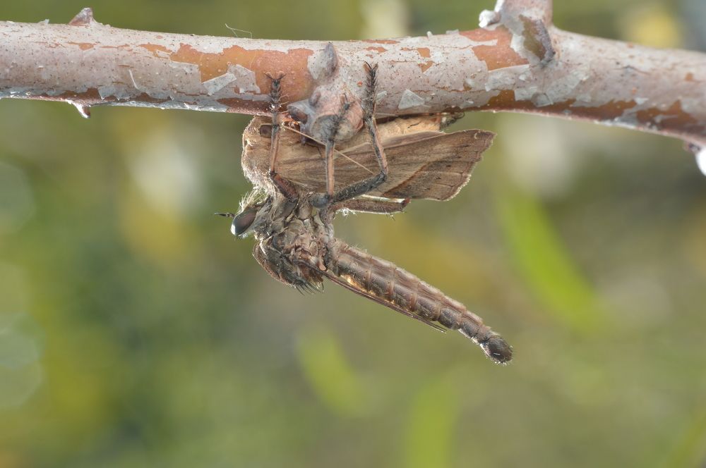 Photograph by Yusak priyanto