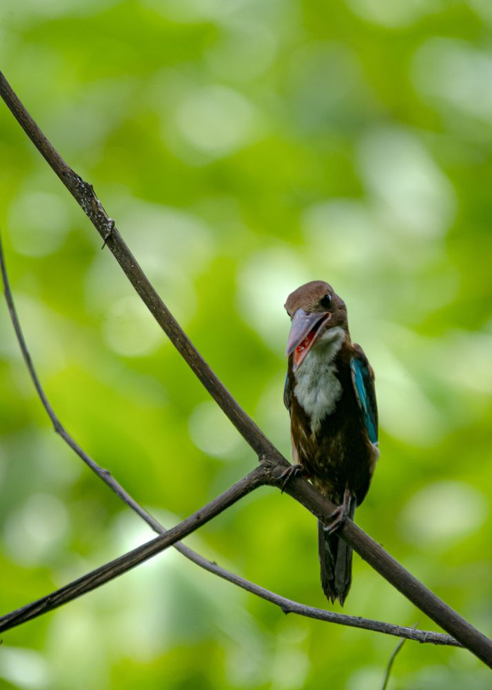 Photograph by SUVANJAN DAS