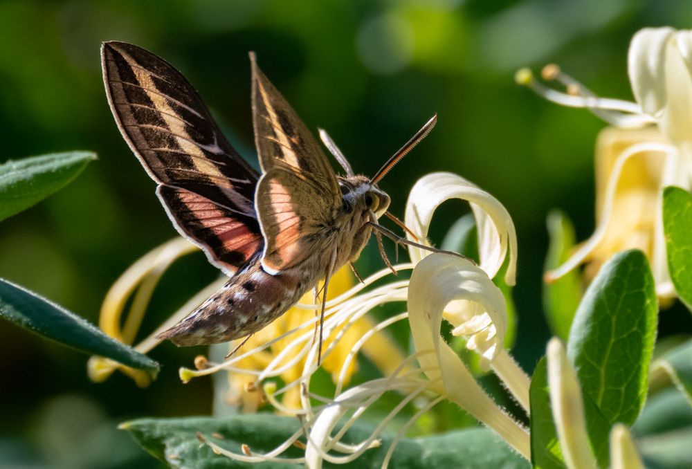 Фотография автора Heather Spencer