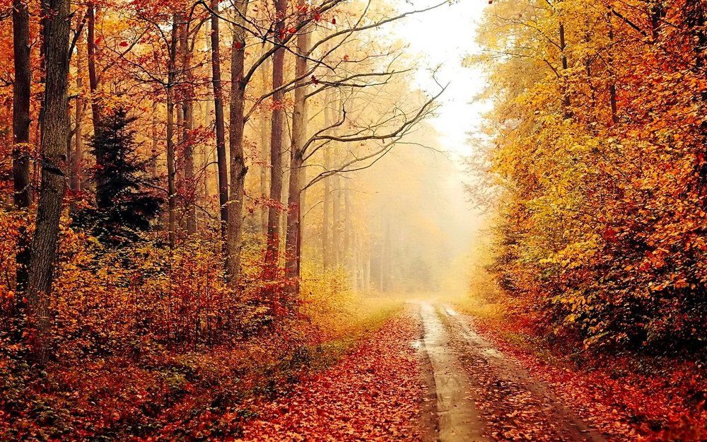 Фотография автора Razgulyaev Aleksandr