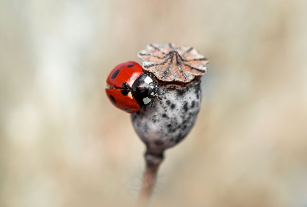 Photograph by Александр Плисик